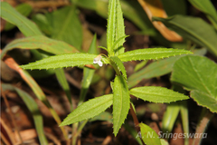 Impatiens kotebettii